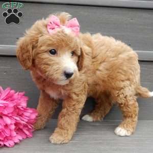 Lucy, Mini Goldendoodle Puppy